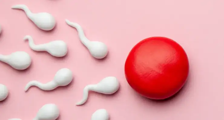 Frozen Embryo Transfer