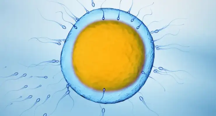 Thyroid, Hormones and Fertility Testing