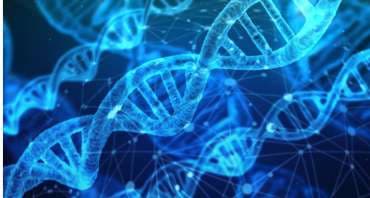 Embryo and genetic analysis